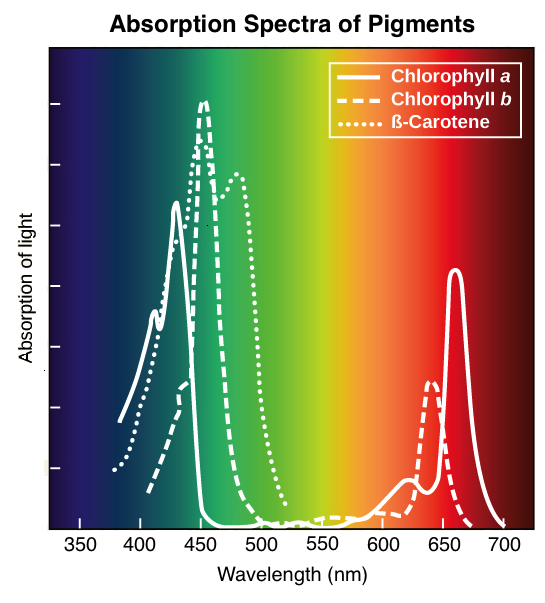 Plant absorption spectra